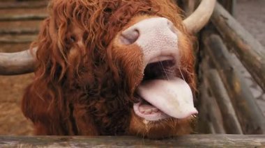 Uzun, kırmızımsı kahverengi kürkü olan ve lahana yaprağıyla elle beslenen bir İskoç ineğinin yakın çekimi. İnek, uzun pembe dilini yiyeceğe doğru uzatarak neşeli ve sıcak bir kırsal alan oluşturuyor.