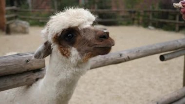 Çiftlikteki arkadaş canlısı bir lama, ahşap bir çitin içinden nazikçe insanların elinden yiyecek alıyor. Barışçıl kırsal atmosfer ve doğal çevre, insanlar ve çiftlik hayvanları arasındaki bağı vurguluyor.