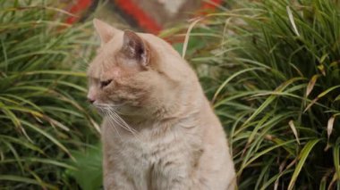 Şirin kızıl kedi, yeşil çimenlerin arasında oturur. Süslü bitkilerin arasında. Renkli etnik desenli bir halının önünde kendini tımar eder.