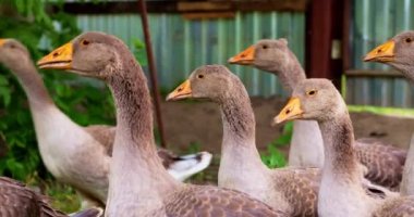 Çiftlikteki kazları kapatın. 