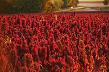 Red amaranth field clipart