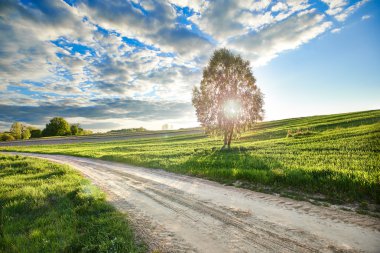 Yol kenarındaki ağaç.