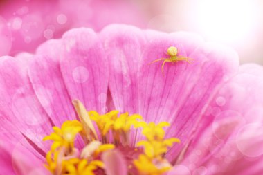 Pembe çiçek ve ışık efekti