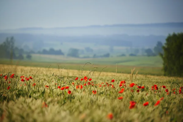 Coquelicots rouges sur la prairie — Photo