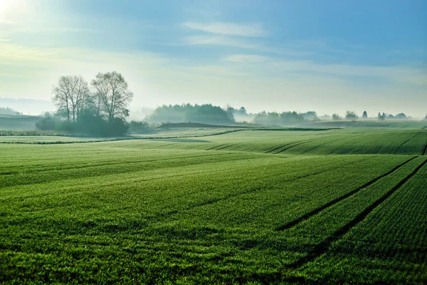 Groene tarweveld — Stockfoto