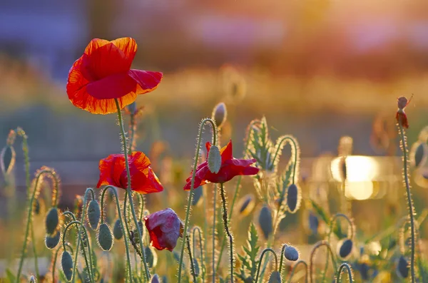 Plusieurs coquelicots rouges — Photo