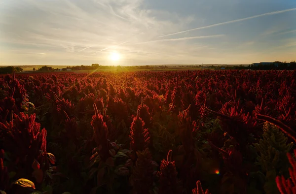 Цветущее поле амаранта — стоковое фото