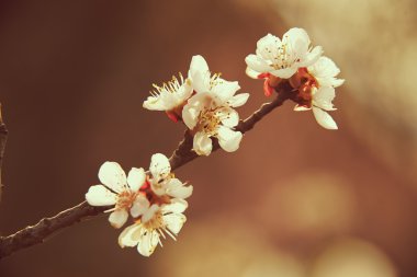 Çiçekler meyve ağacı 