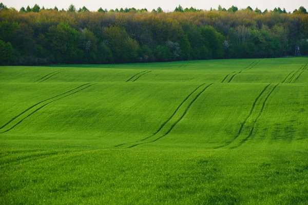 El enorme campo de trigo verde — Foto de Stock