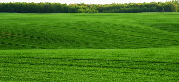 Undulating wheat field — Stock Photo, Image