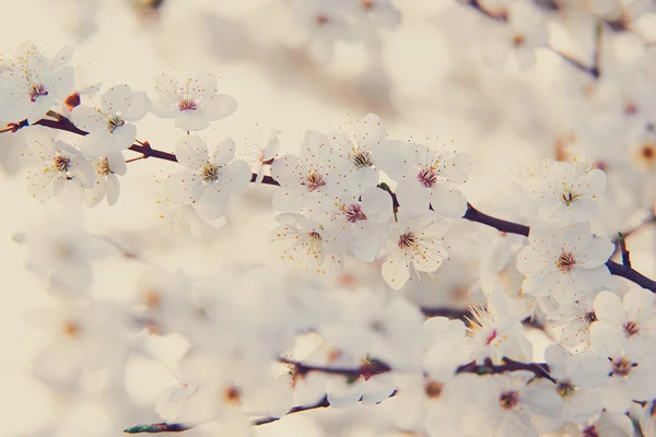 Flowering plum tree in spring — Stock Photo, Image