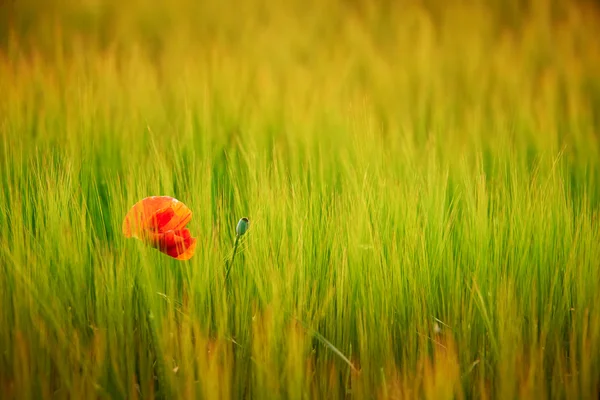 Цветущий мак на ячменном поле — стоковое фото
