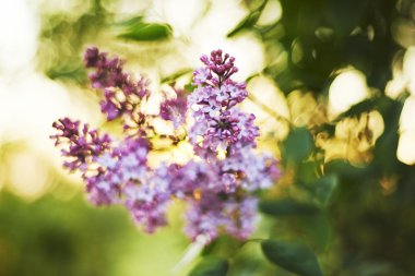 Çiçeklenme menekşe leylak