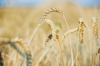 Bir kaç SAP buğday