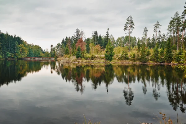 Reflexão de árvores — Fotografia de Stock