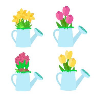 Bahçe mavisi sulama kutularında karikatür şeklinde bahar çiçekleri. Taze sarı nergisler, pembe ve sarı laleler, beyaz arka planda izole edilmiş ahududu sümbülleri..