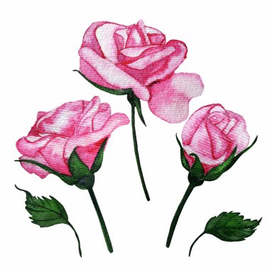 Beyaz arka planda elle çizilmiş suluboya resimli gül çiçekleri ve tomurcuk. Çiçekler pembe. Suluboya kağıdının dokusu açıkça görülüyor.. 