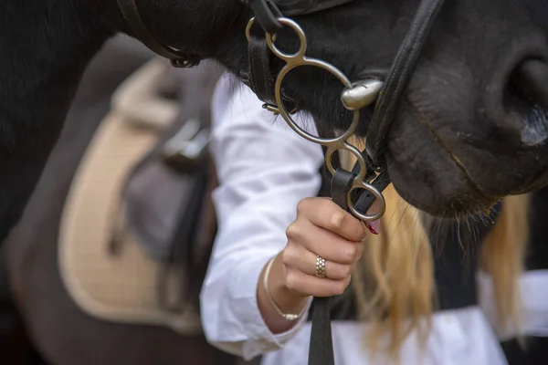 Tangan Seorang Wanita Memegang Kekang Kuda Teluk — Stok Foto