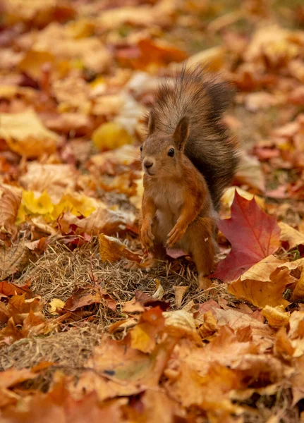 A small fluffy squirrel jumps on the ground, strewn with colorful maple leaves.