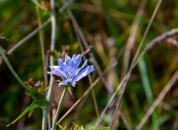Uma Flor Chicória Azul Fundo Grama Seca — Fotografia de Stock