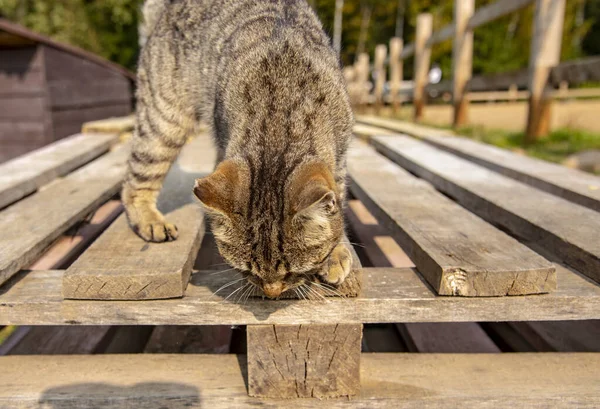 A striped street cat wants to jump off the wooden deck.