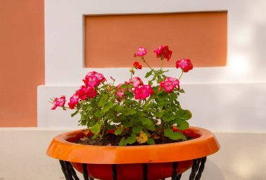 Boyalı bir duvarın arkasında sardunyaları olan bitkiler..