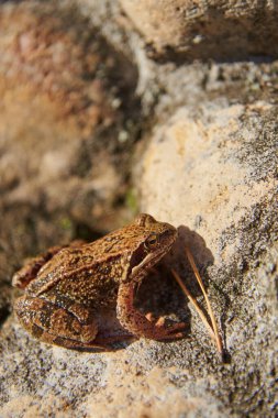 Bir kurbağa, gün ışığında hafif bulanık, açık renkli kayalarda oturur..