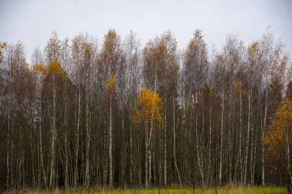 Herbst Birkenhain Mit Gelbem Laub Vor Bewölktem Himmel — Stockfoto