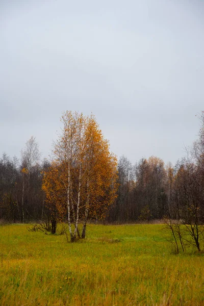 Herbst Birkenhain Mit Gelbem Laub Vor Bewölktem Himmel — Stockfoto