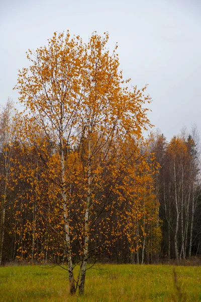 Herbst Birkenhain Mit Gelbem Laub Vor Bewölktem Himmel — Stockfoto