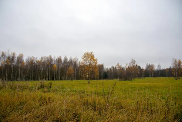Herbstlandschaft Felder Und Wälder Mit Vergilbtem Laub Vor Bewölktem Himmel — Stockfoto