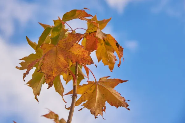 Mavi Bulutlu Gökyüzüne Karşı Parlak Sonbahar Yapraklarıyla Bir Akçaağaç Dalı — Stok fotoğraf