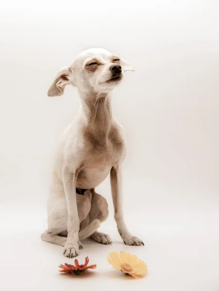 Ένα Μικρό Άσπρο Σκυλί Ένα Ρωσικό Παιχνίδι Terrier Θλιμμένα Μάτια — Φωτογραφία Αρχείου