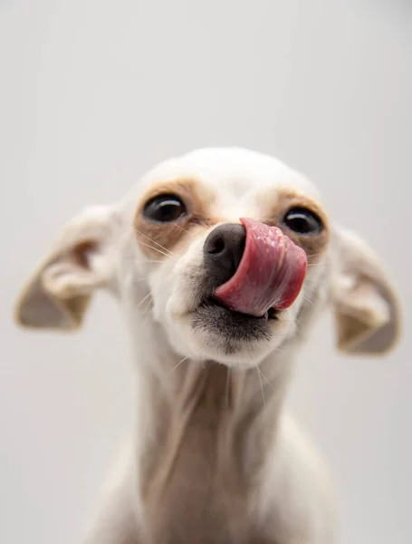 Επιλεκτική Εστίαση Στη Γλώσσα Του Σκύλου Πορτρέτο Ενός Σκύλου Ένα — Φωτογραφία Αρχείου