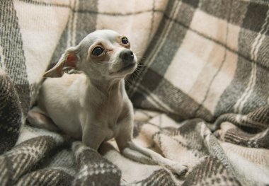 Beyaz bir köpek, Rus bir oyuncak Terrier, ekose yün bir battaniyenin üzerinde yatıyor..