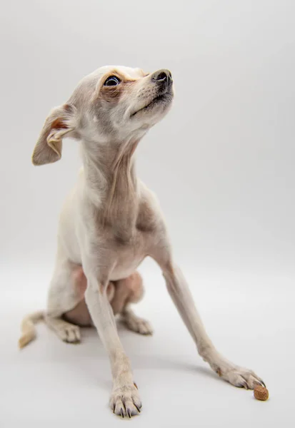 Retrato Cão Branco Fino Brinquedo Russo Terrier Fundo Cinza Claro — Fotografia de Stock