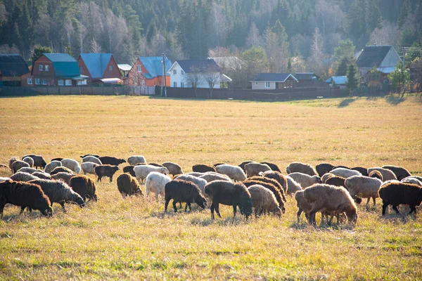 Bando Ovelhas Pastam Campo Frente Aldeia Dia Ensolarado Outono — Fotografia de Stock