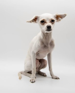 Beyaz ince bir köpeğin portresi, bir Rus oyuncak teriyeri, açık gri bir arka planda..