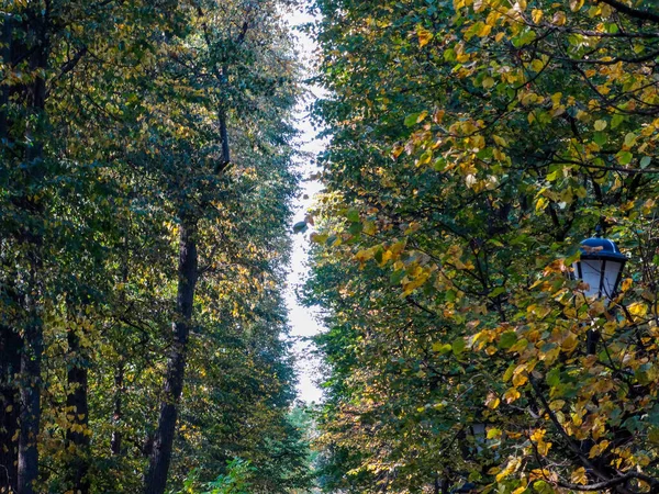 Através Folhagem Árvores Plantadas Uma Fileira Você Pode Ver Céu — Fotografia de Stock