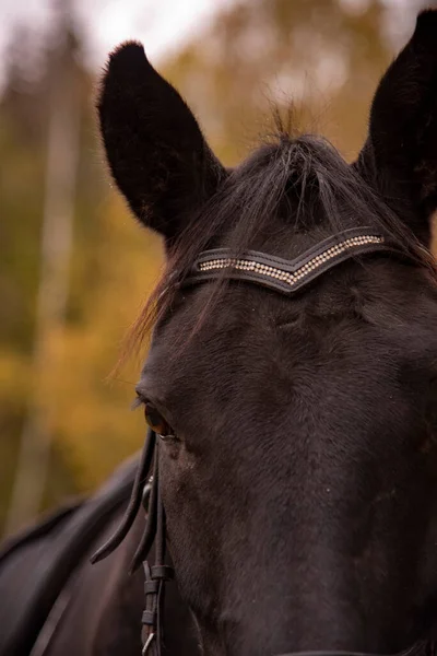 Kepala Kuda Teluk Yang Dibiakkan Dengan Latar Belakang Hutan Musim — Stok Foto