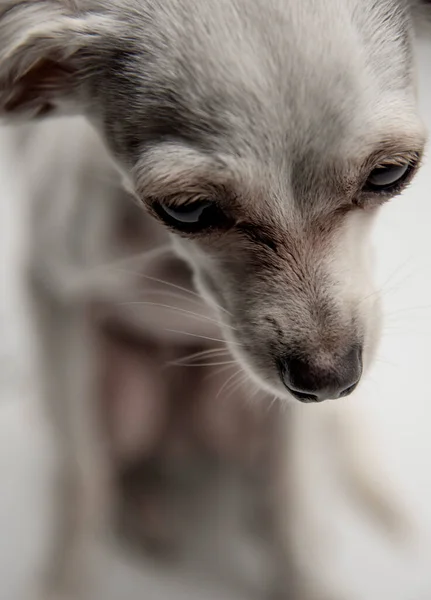 Retrato Cão Brinquedo Russo Terrier Com Grandes Olhos Tristes Fundo — Fotografia de Stock