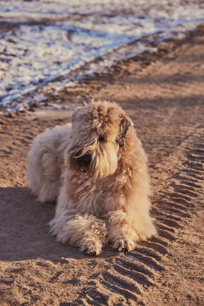 Golden Furry Dog Irish Wheat Soft Coated Terrier Lies Dirt — Stock Photo, Image