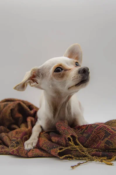 Портрет собаки с большими грустными глазами на светло-сером фоне. — стоковое фото
