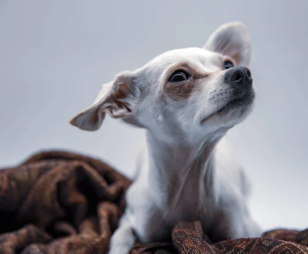 Retrato de um cão com grandes olhos tristes em um fundo cinza claro. — Fotografia de Stock
