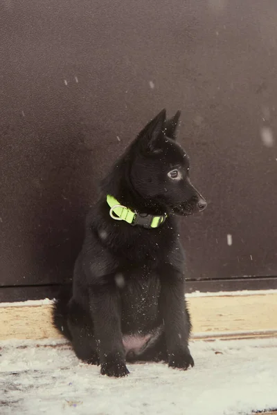 Cachorro Mullido Negro Sienta Porche Junto Puerta Negra Día Invierno —  Fotos de Stock