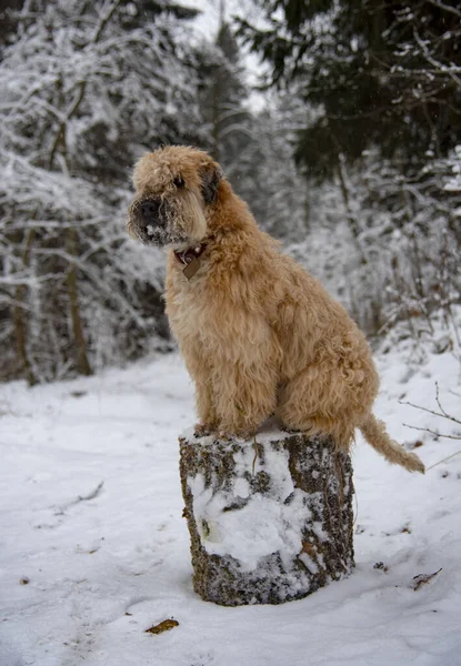 Gran Perro Peludo Rojo Terrier Irlandés Trigo Blando Sienta Tocón —  Fotos de Stock