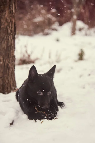 Retrato Perro Negro Schipperke Sobre Fondo Nieve Blanca —  Fotos de Stock