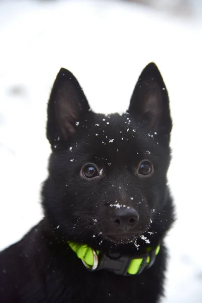 Gran Retrato Perro Negro Schipperke Sobre Fondo Nieve Blanca —  Fotos de Stock