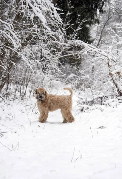 Perro Rojo Esponjoso Terrier Irlandés Trigo Capa Blanda Encuentra Claro —  Fotos de Stock