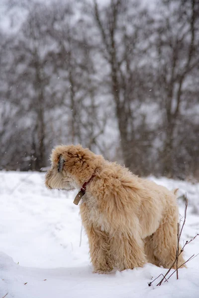 Ein Flauschiger Roter Hund Ein Irischer Weizen Terrier Steht Einem — Stockfoto